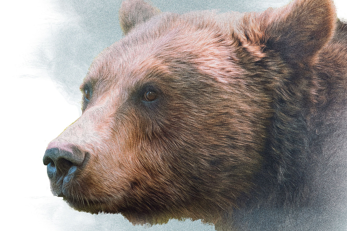 Portrait of a Grizzly Bear in color, an Animal Illustration by Digital Art Downloads (Photo 4 of 4)