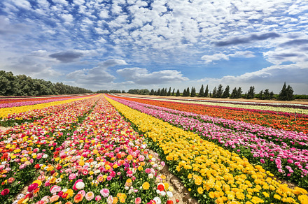 Huge field of garden buttercups, a Nature Photo by kavram