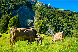 Grazing cows in the Swiss Alps, an Animal Photo by Leonid Andronov