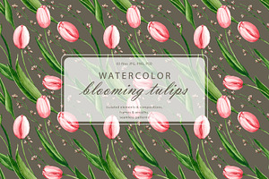 Blooming tulips. Watercolor set