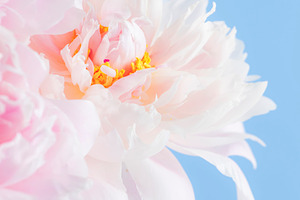 Gorgeous delicate pink peonies, pastel blue background, lovely s