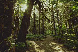 Hoh rainforest containing hoh rainforest, rain forest, and ferns