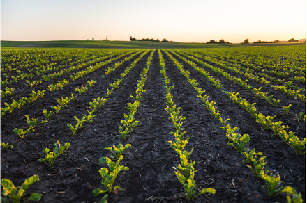 Landscape rows of young beatroot, a Nature Photo by volodymyrshtun13795