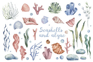 Seashells and algae watercolor set, an Object Graphic by Dessign Sells