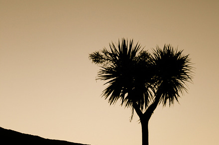 Kiwi Tree