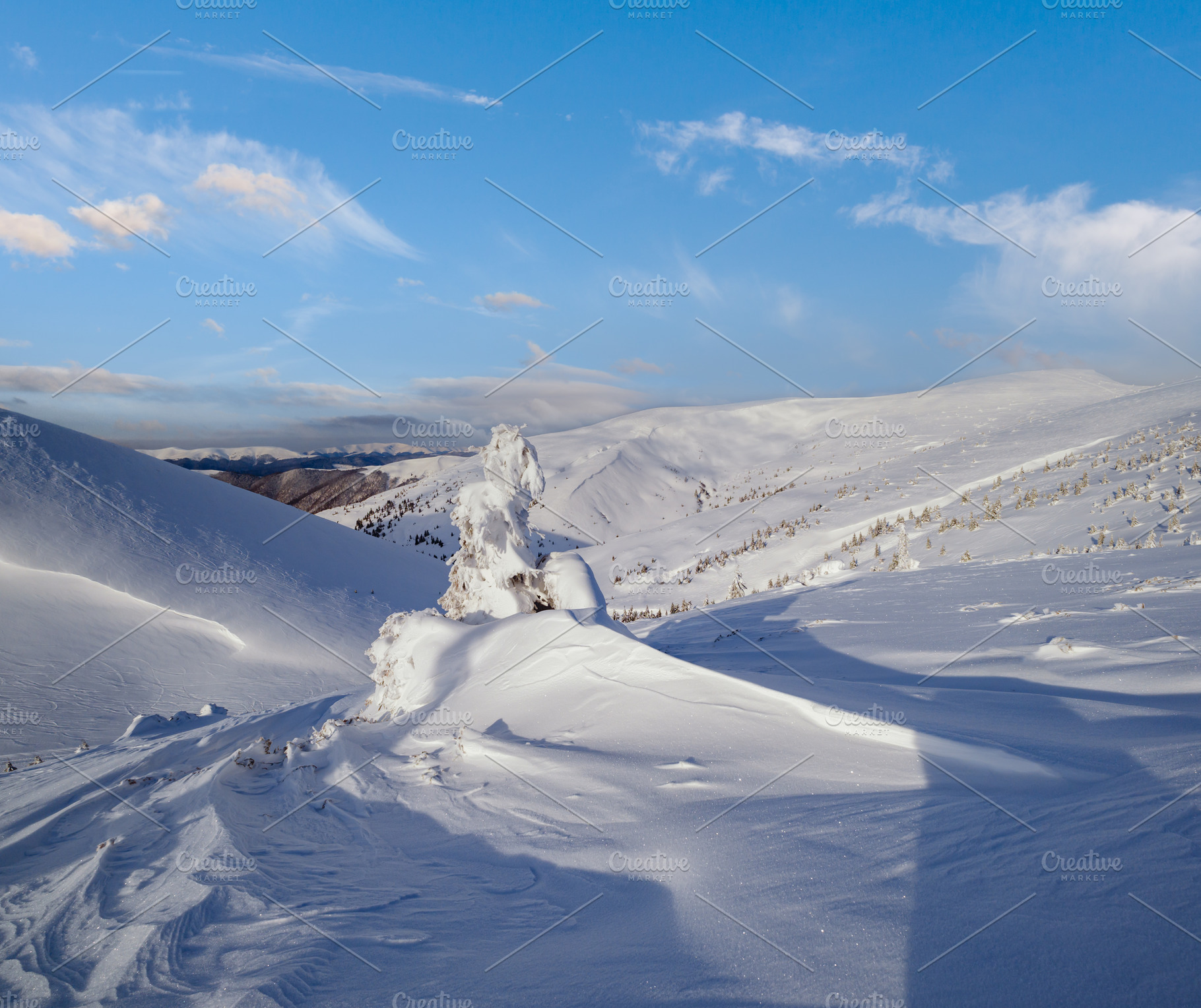 Snow covered fir trees on snowy mountain plateau, tops with snow, a Nature Photo by YuriyB
