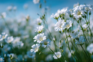 White flowers in a field under a blu, a Photo by Pixeness Studio