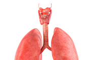 Human internal organs, a Characters & Person 3D Model by konstantin.ermolaev (Thumbnail 15 of 46)