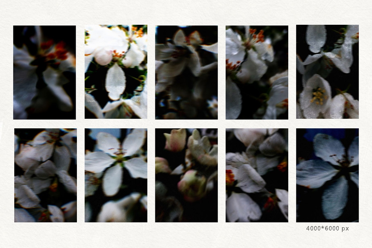 Dark bloom. Floral Backgrounds, a Background Graphic by PaperJamLab (Photo 4 of 14)