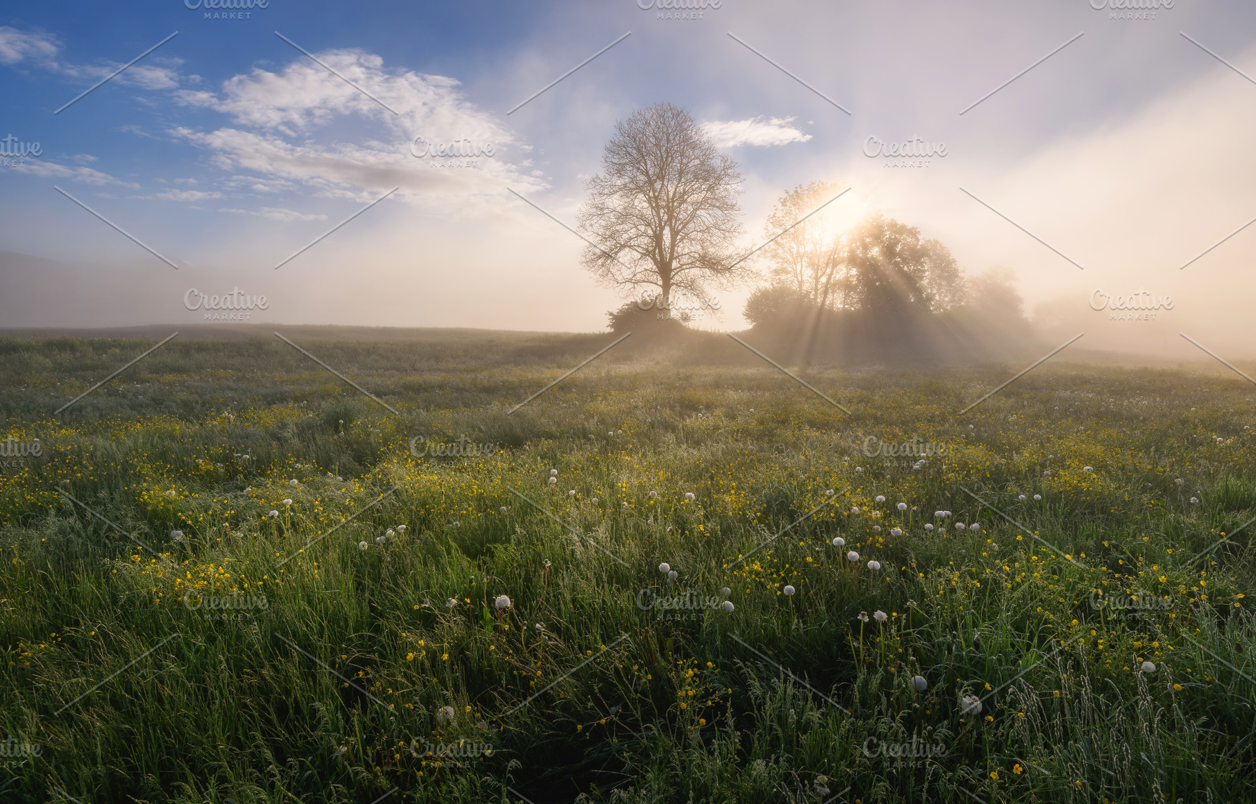 Sunrise on the meadow full of flowers, a Nature Photo by Dreamy Pixel