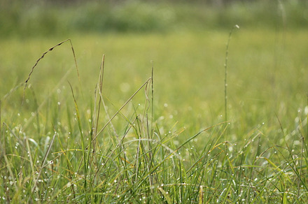 Morning grass featuring nature, grass, and damp