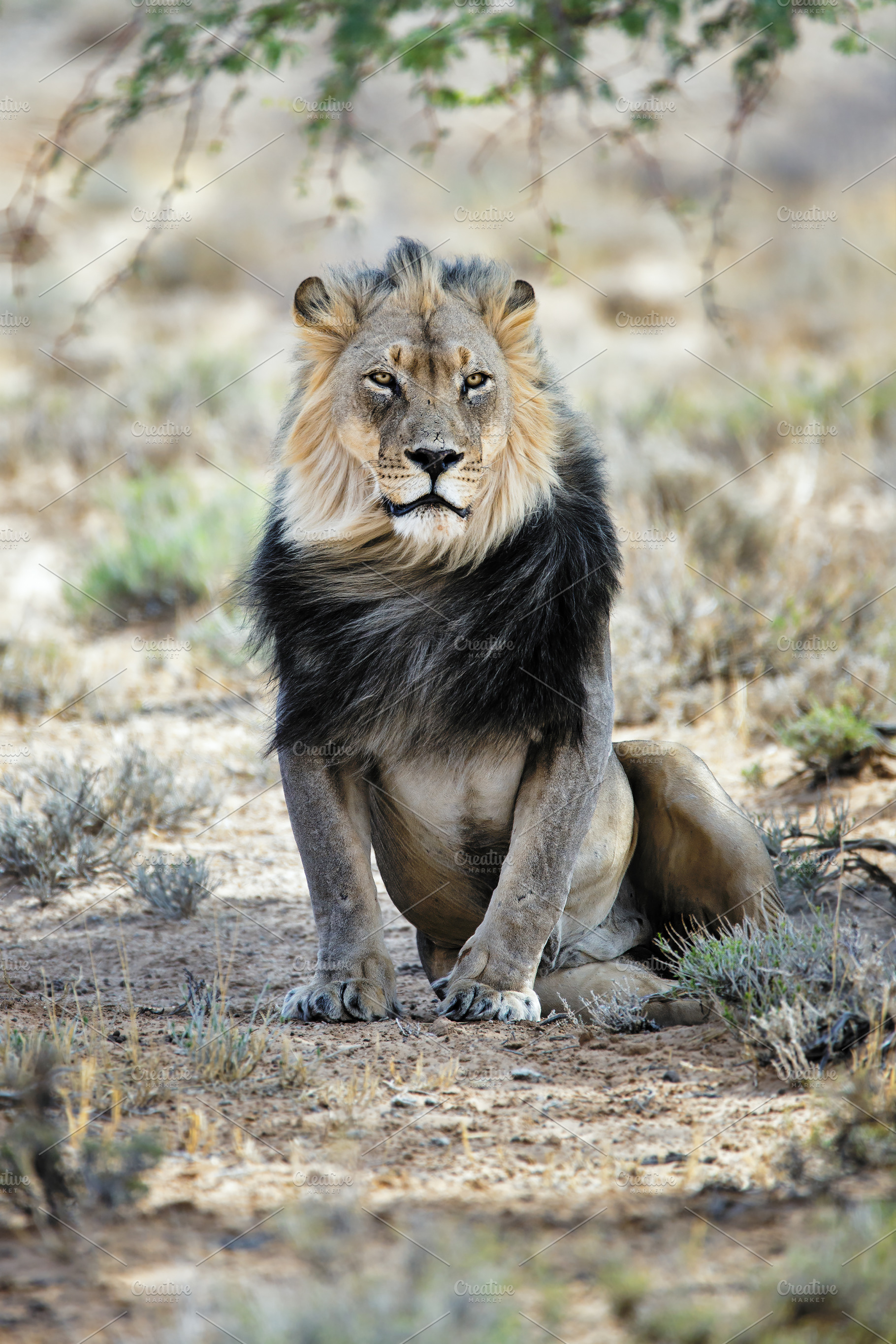 Black maned lion, an Animal Photo by Etienne & Yolandi Outram
