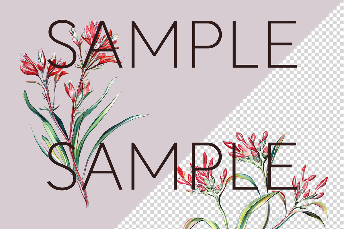 Kangaroo Paw Australian Clipart, a Decorative Illustration by Pawcasso's Portraits (Photo 5 of 6)