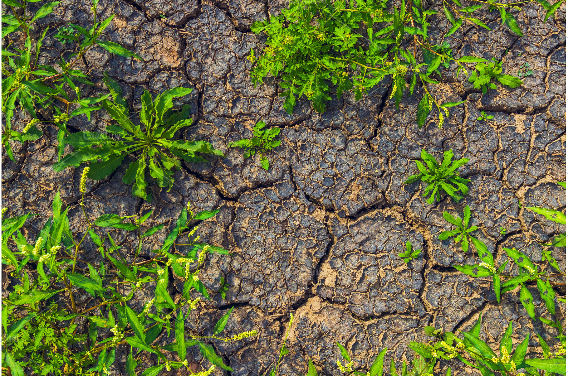 Cracked earth, metaphoric for, an Abstract Photo by Lukas Jonaitis SHOP