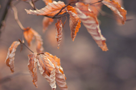 Autumn leaves containing autumn, leaves, and colors
