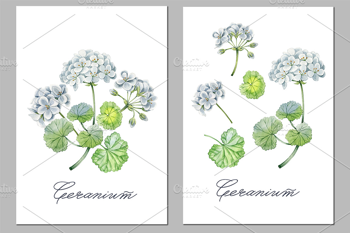 Geranium, an Illustration by Watercolor life (Photo 3 of 3)