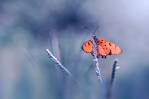 Butterfly macro insect nature stock photo containing butterfly and macro