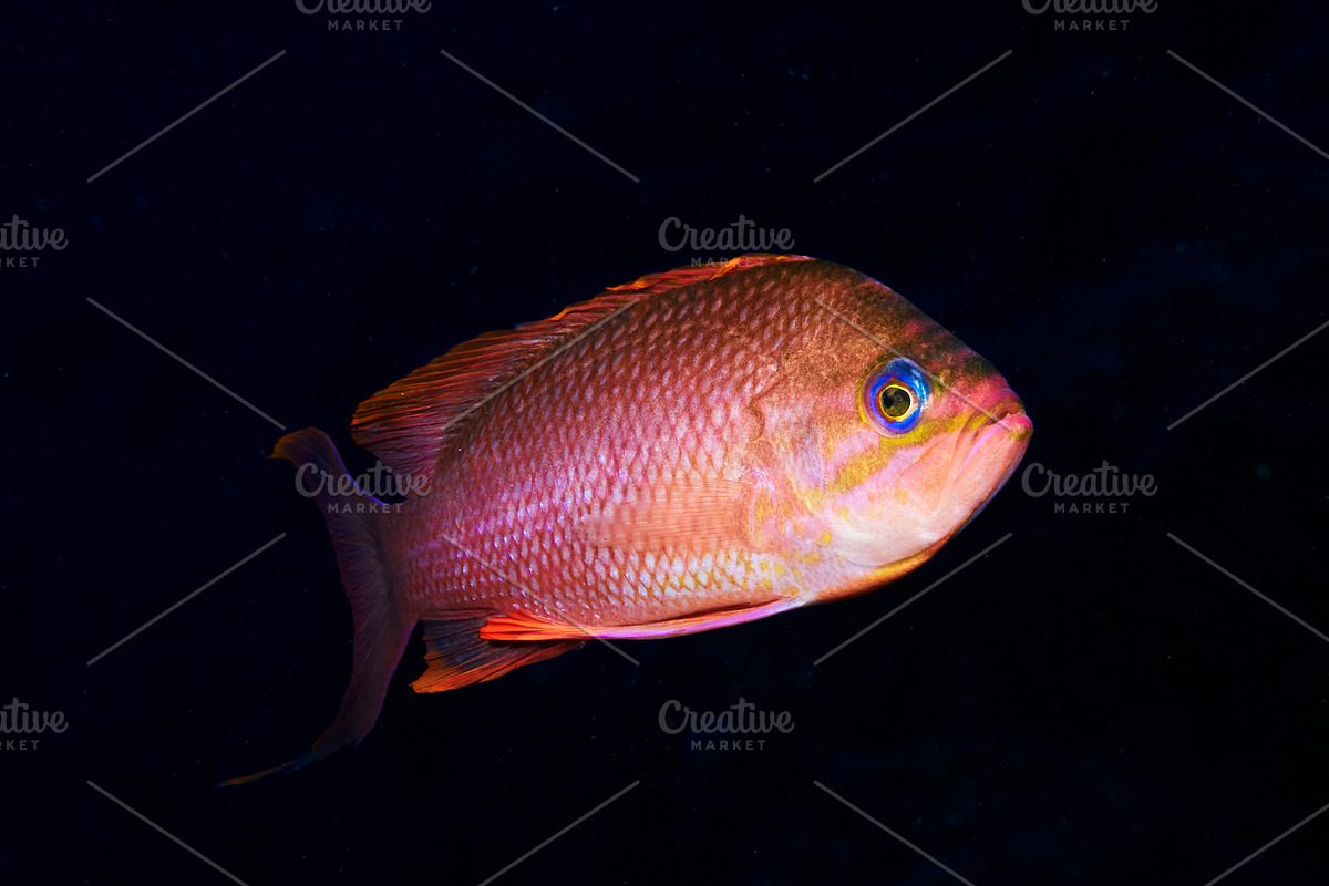 Underwater picture of anthias fishes, an Animal Photo by A. Martín UW Photography (Photo 3 of 3)