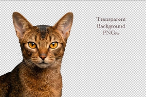 portrait of Abyssinian Cat Head, an Animal Photo by VetalStock