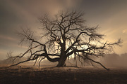 48 Dying Tree Images, a Nature Photo by h.utomo (Thumbnail 2 of 48)
