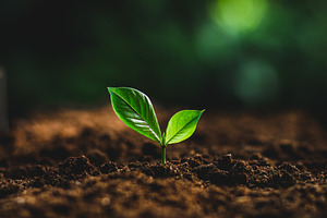 Tree in neutral stock photo containing agriculture and concept