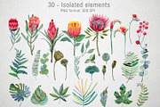 Watercolor Protea set, a Decorative Illustration by annasokol_ (Thumbnail 2 of 8)