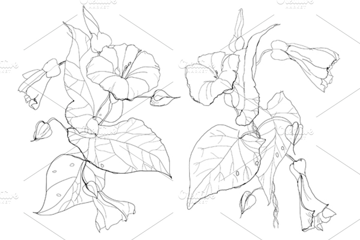 Bindweed flowers