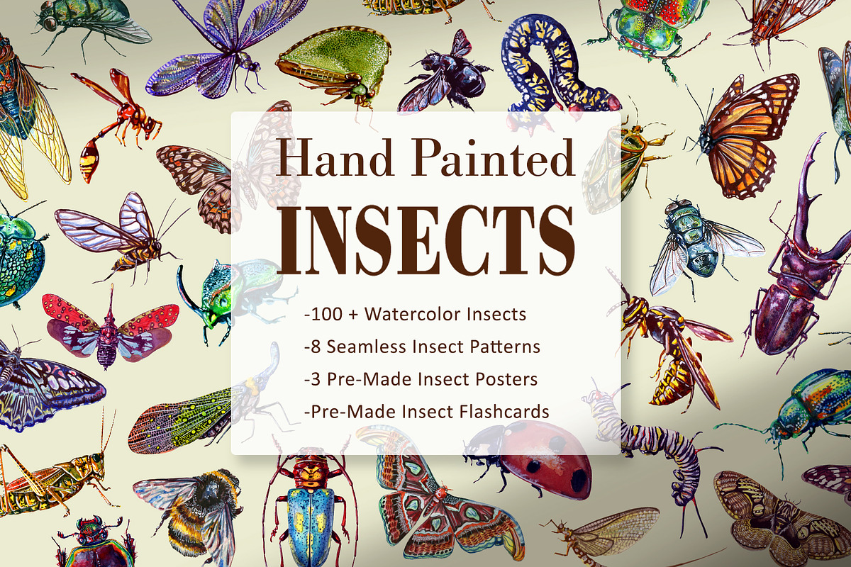 Hand Painted Insect Set, an Education Illustration by The Curio Cabinet (Photo 1 of 7)