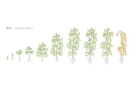 Bean Growth Stages Vector
