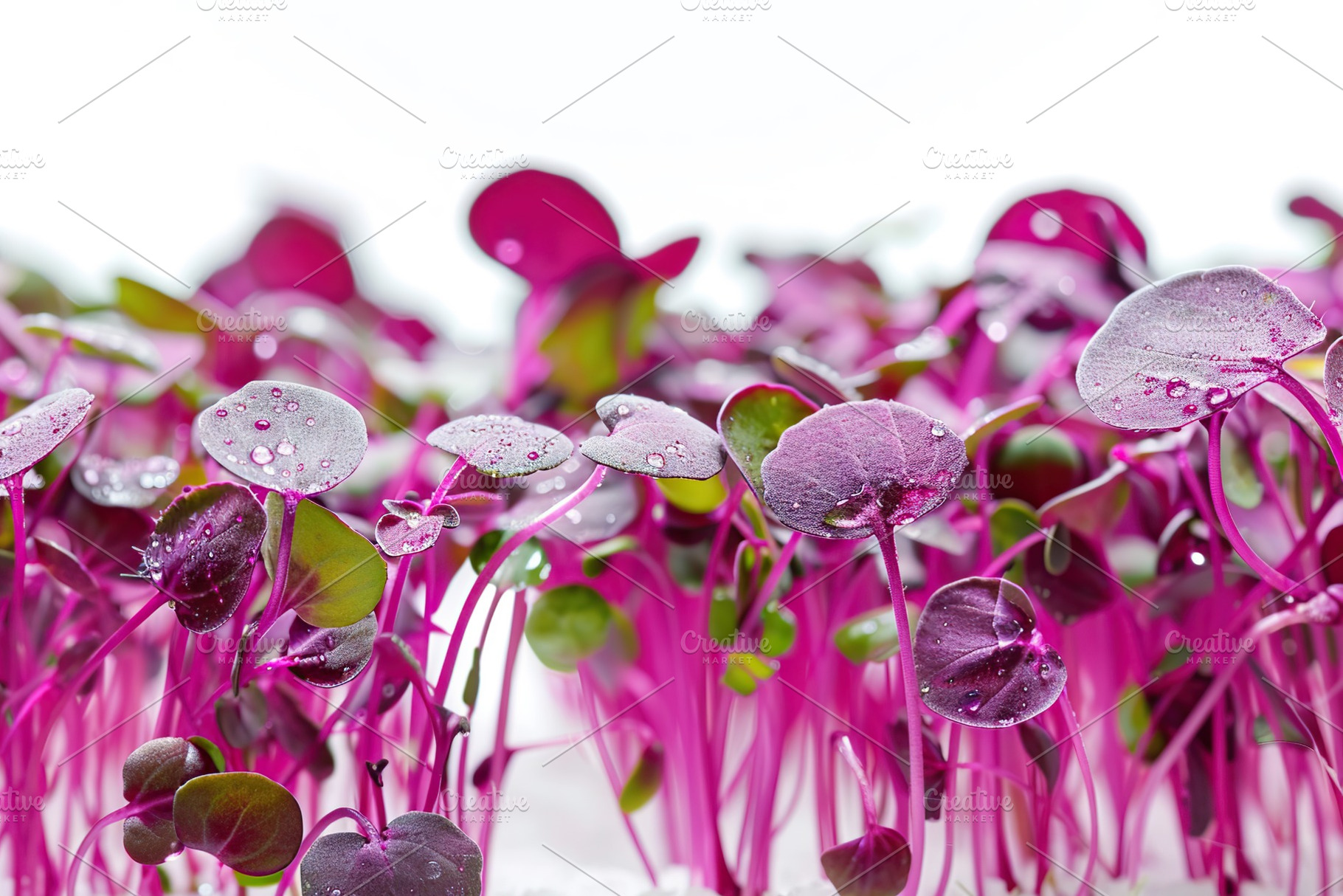 Fresh purple radish microgreen on white background, a Nature Photo by AlyaAnd