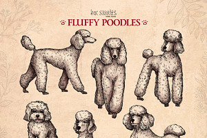 Fluffy Poodles