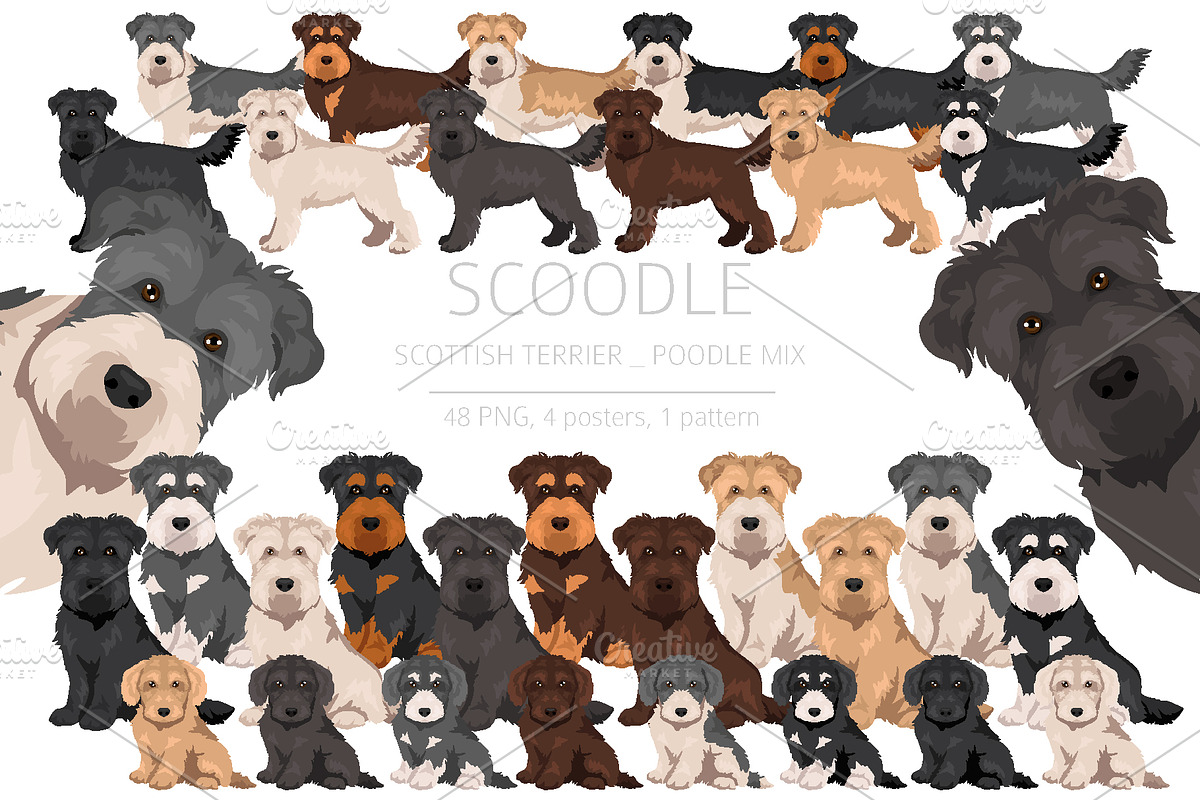 Scoodle, Scottiepoo dog mix, an Animal Illustration by pet design shop (Photo 1 of 6)