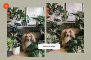 8 Jardin Lightroom Presets, a Preset Add-On by SHOOM HOUSE (Thumbnail 9 of 15)