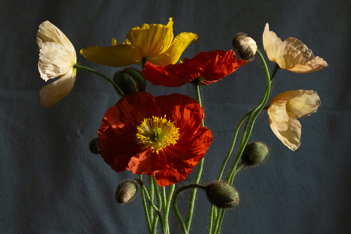 Poppies in Red Glass Vase, a Photo by This For There (Photo 11 of 11)