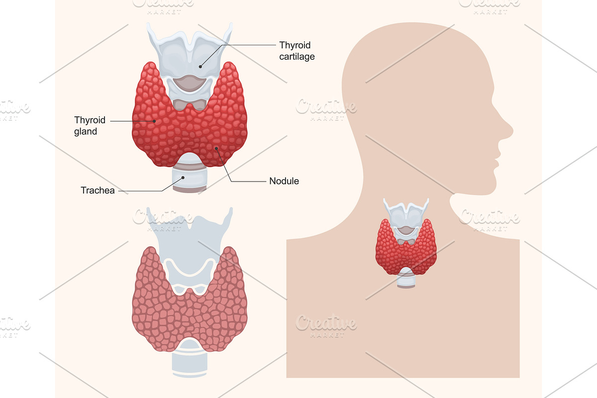 Anatomy of the thyroid gland, a Healthcare Illustration by Yayasya