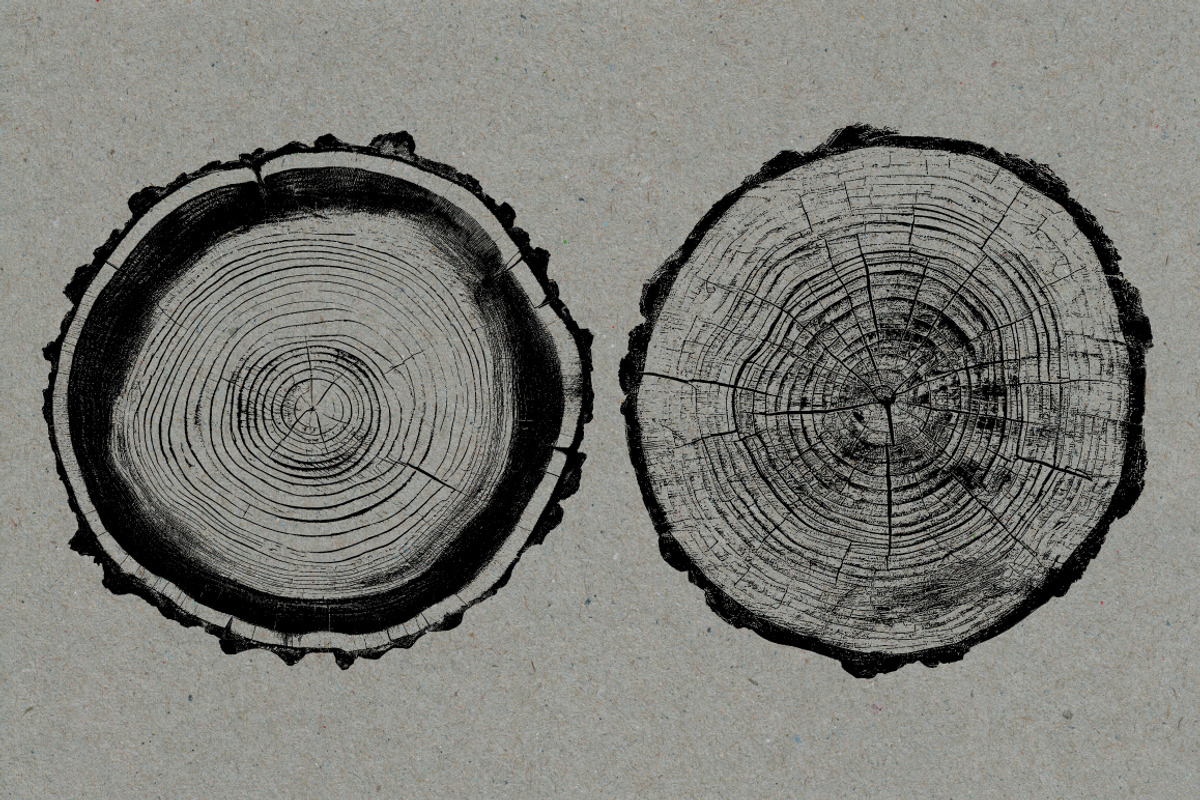 26 Large Tree Ring Textures, a Texture Graphic by Offset (Photo 11 of 16)