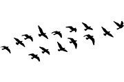 Bird Silhouettes Flying Sideways, an Animal Illustration by Designer_Momina (Thumbnail 5 of 21)