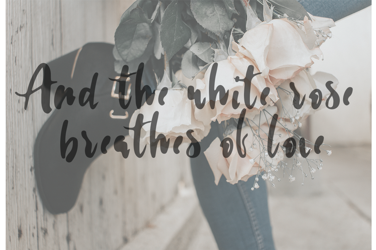 White Rose preview 2