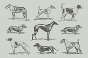 Vintage Bundle 2500+ Free Update, an Animal Illustration by Retro Machine (Thumbnail 100 of 170)