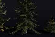 The Siberian Spruce Tree, a Plants & Tree 3D Model by FuturePastCreatives (Thumbnail 2 of 6)