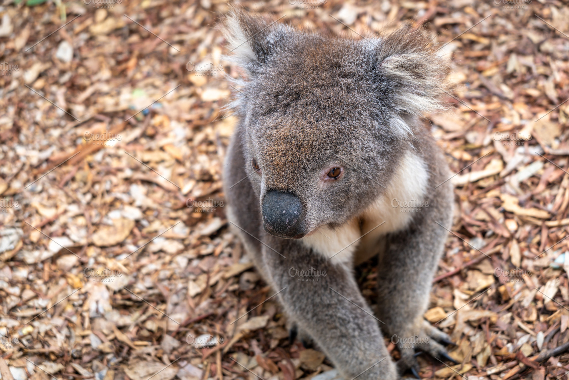 Koala sitting on a bed of dry leaves on Kangaroo Island, an Animal Photo by GoodGoods