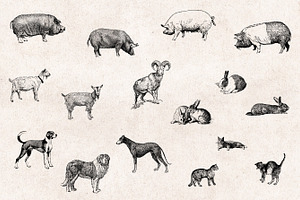 Farm Animals Engravings Set