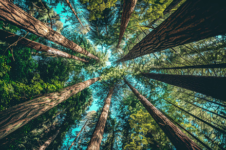 Sunlight filters through the lush ca, a Photo by Tanuart