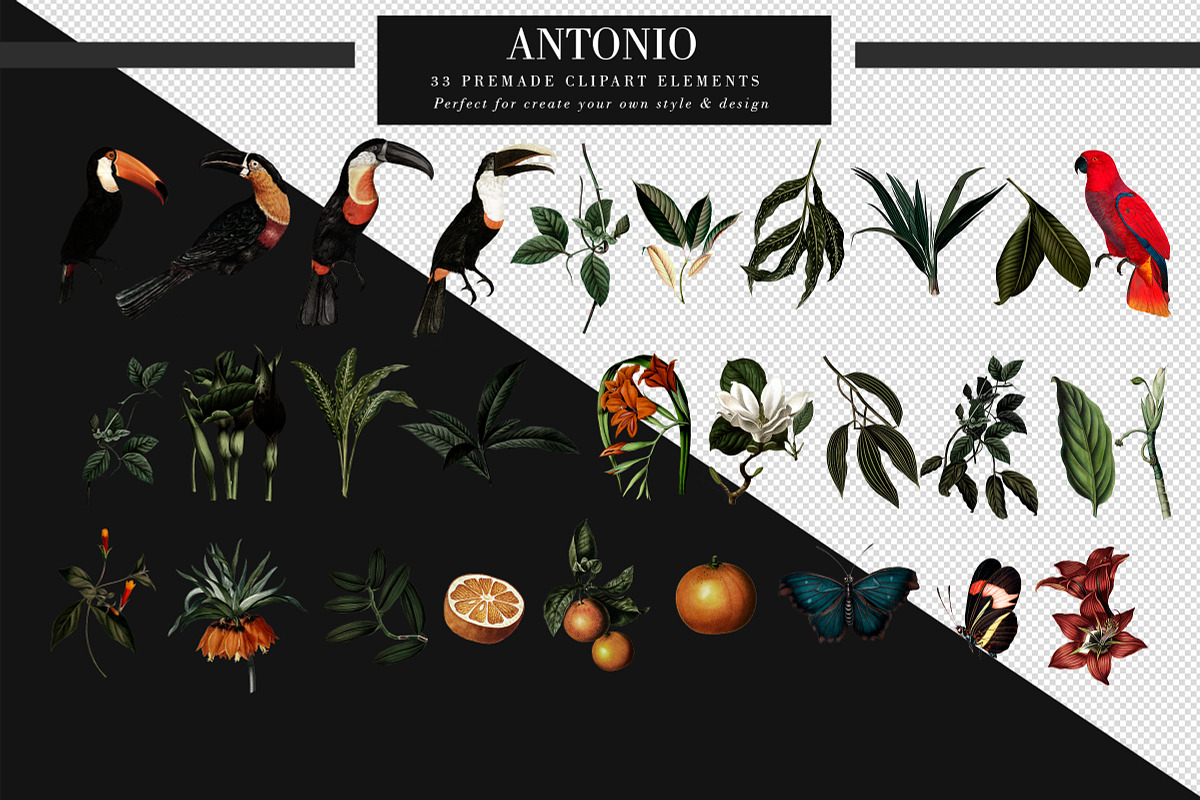 Antonio (graphic floral print), a Wallpaper Graphic by Luiz da Rolt Grathwohl (Photo 2 of 12)