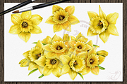 Daffodils Watercolor Clip Art, a Decorative Illustration by DioFlow (Thumbnail 2 of 4)