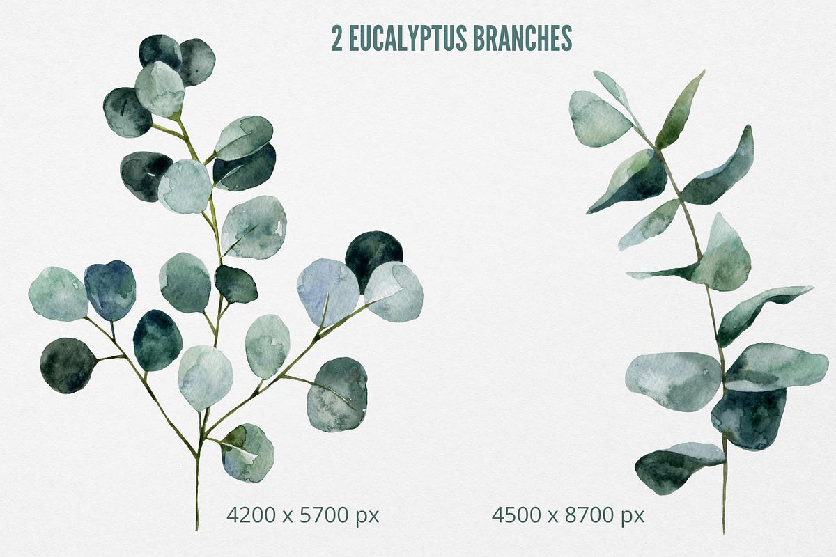 Eucalyptus watercolor clipart, an Illustration by Artcard Watercolor (Photo 5 of 9)