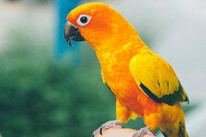 Brightly Colored Parrot