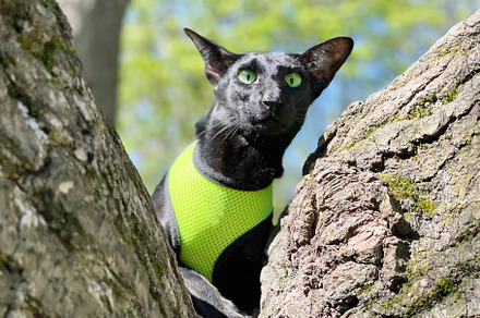 Black cat on tree, an Animal Photo by Vapi
