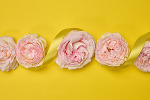 Soft pink roses with a delicate yellow satin ribbon, a Nature Photo by ndanko