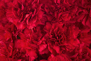 Bouquet of red flowers carnation.